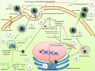 Advances in Developing Therapies to Combat Zika Virus: Current Knowledge and Future Perspectives